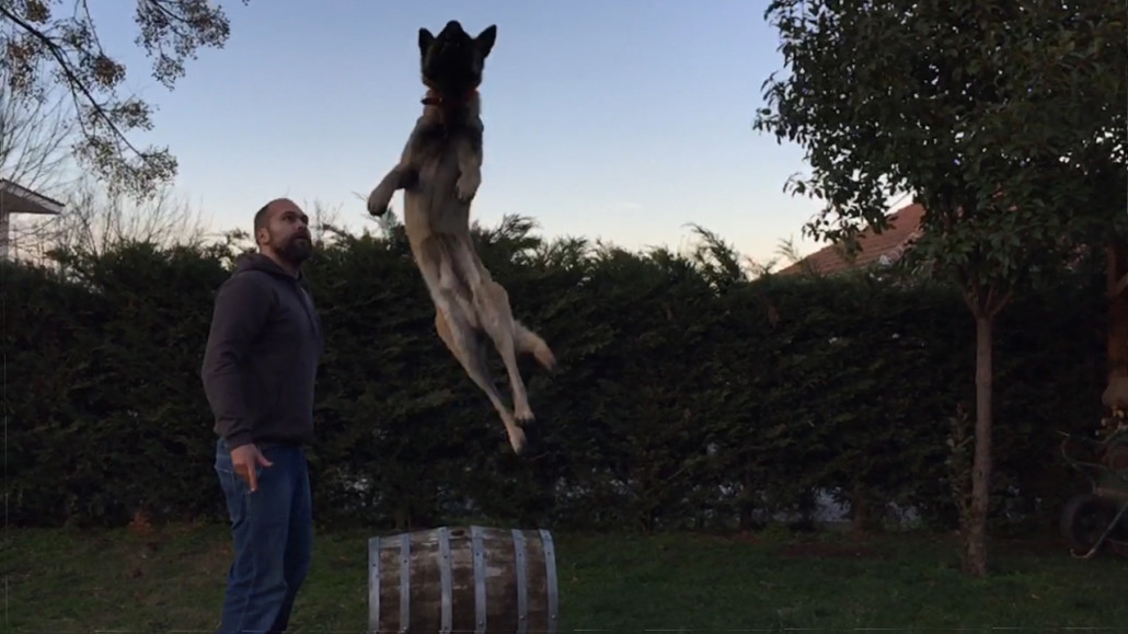 iPhone 6: Slow Motion Video Test, Dogschool Style