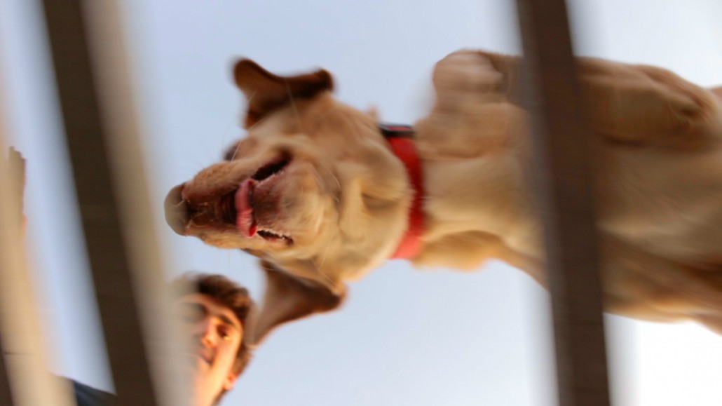 Σκυλοπροκλήσεις: Ανεβαίνουν οι σκύλοι στις σκάλες;;; parkour dog training