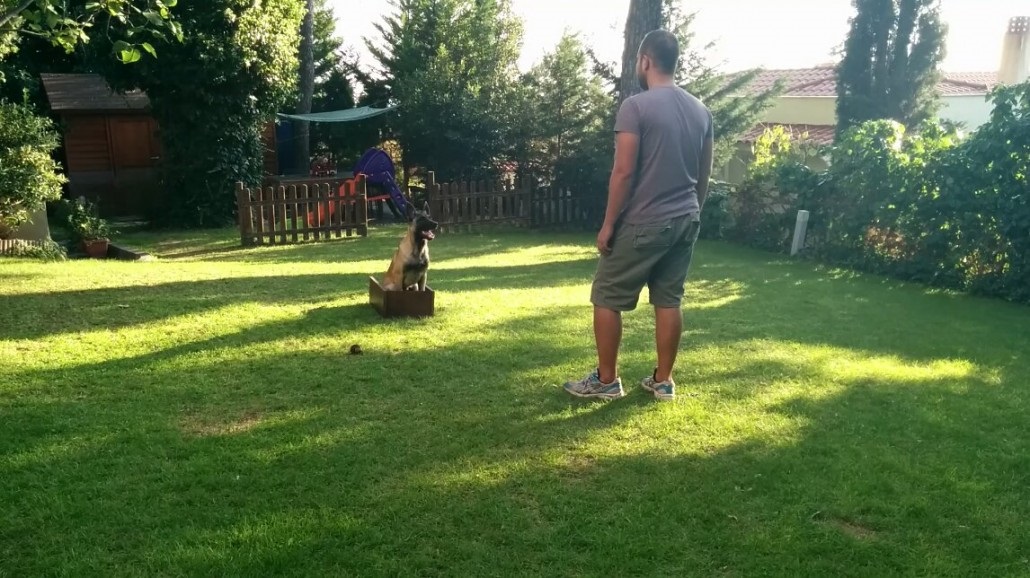Position changes with 6 month old belgian malinois, dog training
