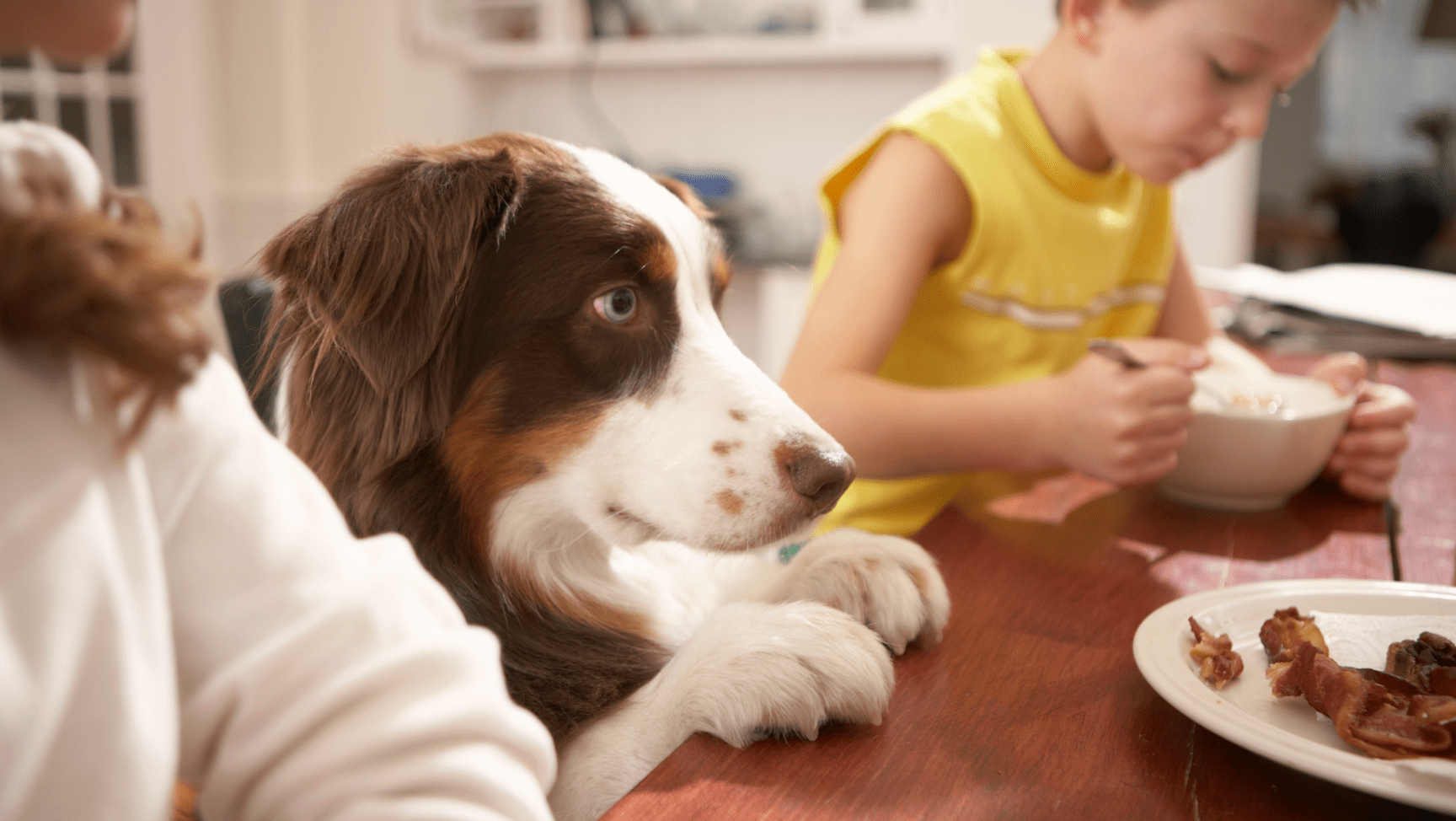 Μαθήματα συμπεριφοράς σκύλου στο σπίτι