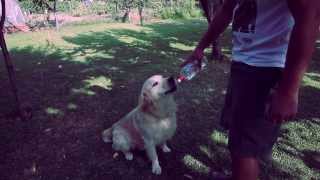 Εύκολο κολπάκι: Πως να μάθετε στο σκύλο σας να πίνει νερό από το μπουκάλι