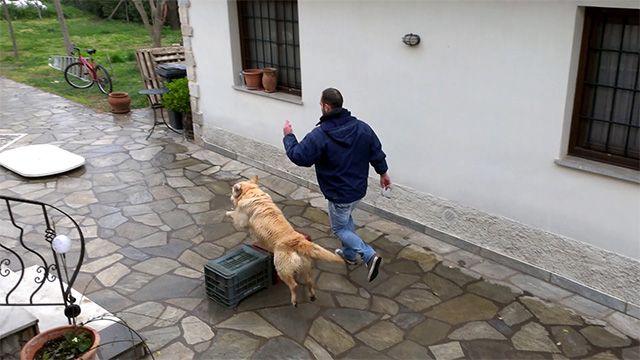 Εκπαίδευση σκύλου με απλά αντικείμενα στο σπίτι