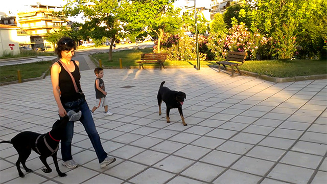 Θετική εκπαίδευση σκύλου, εντολή “μαζί” χωρίς λουρί, με αποσπάσεις σε πάρκο